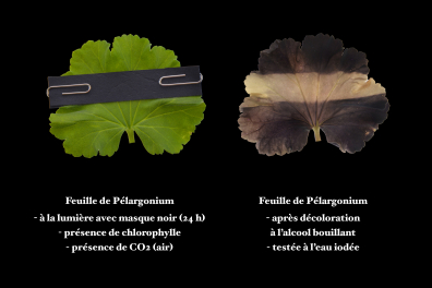 Photosynthèse - Expérience avec masque (1)